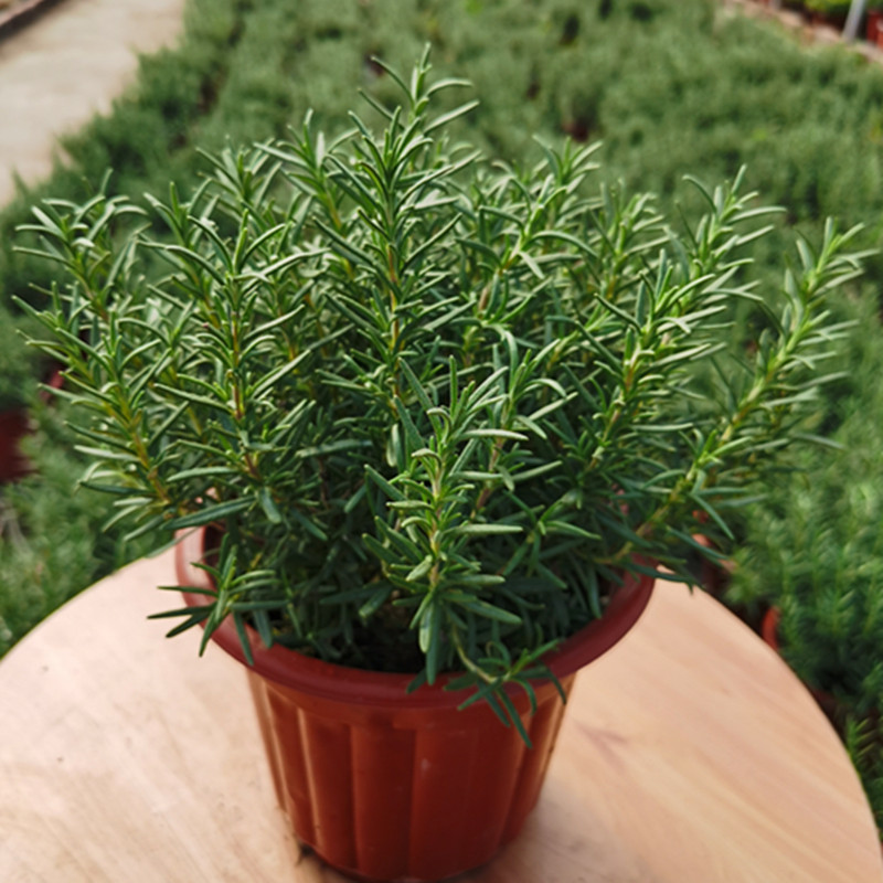 迷迭香植物盆栽绿植可食用香草西餐糕点驱蚊提神绿植
