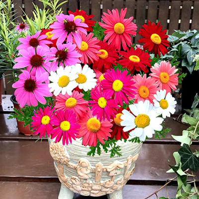 除虫菊盆栽种子室内外四季防蚊草驱蚊草种籽驱蚊草植物防蚊避蚊草