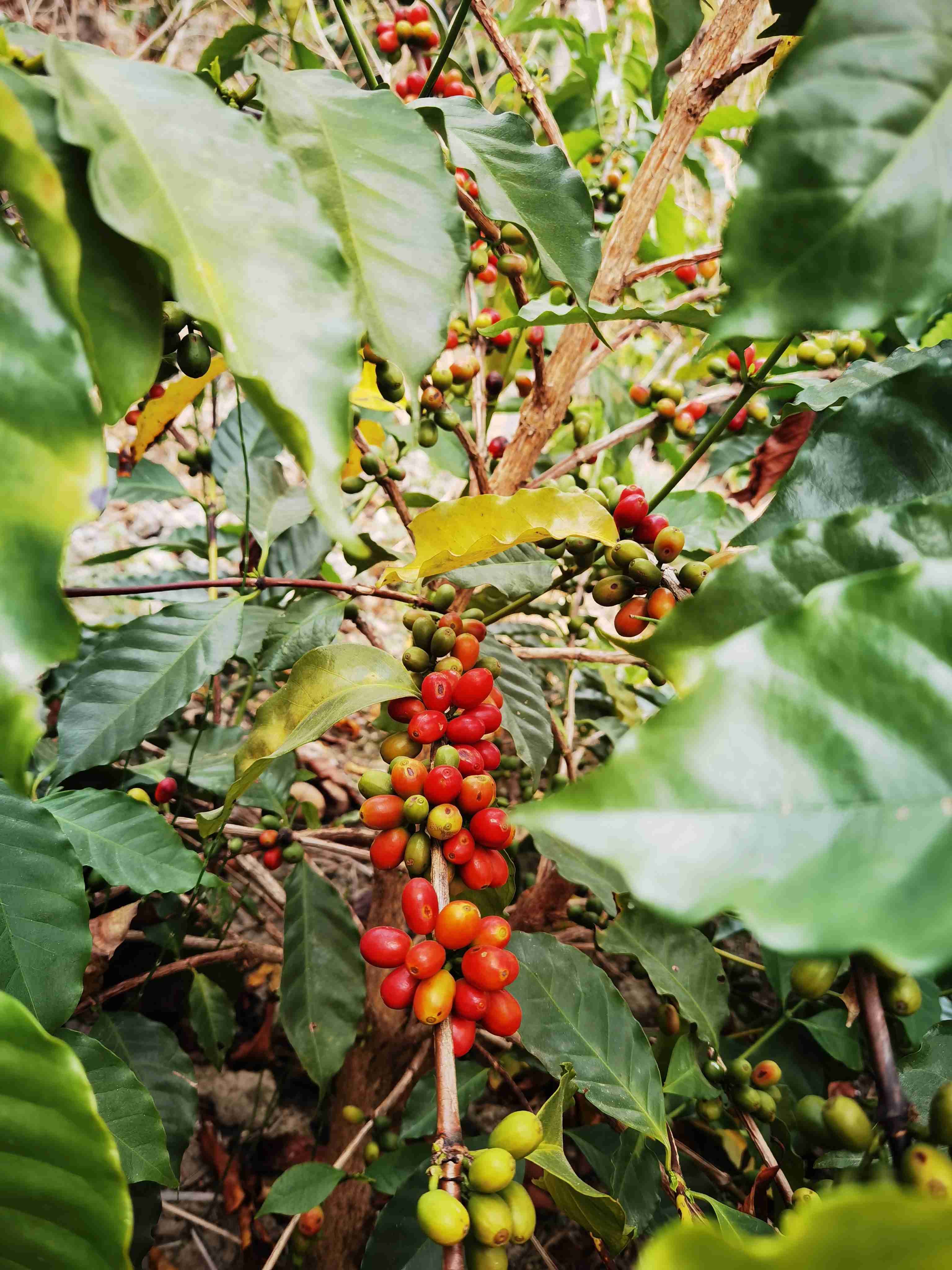 手冲单品铁皮卡精品咖啡豆云南滇潞小粒咖啡豆铁毕卡250克装