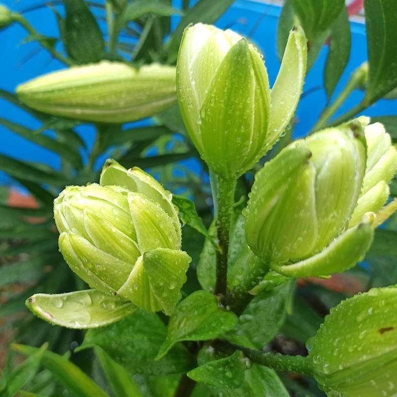 重瓣美梦绿色香水百合花种球种种子多头四季开花切蛋器