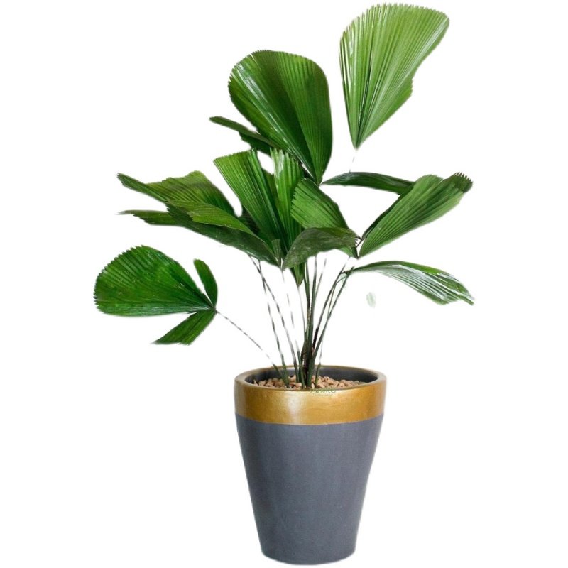 圆叶轴榈轴棕叶大美美丽盆栽室内办公公喜阴好蟹八件