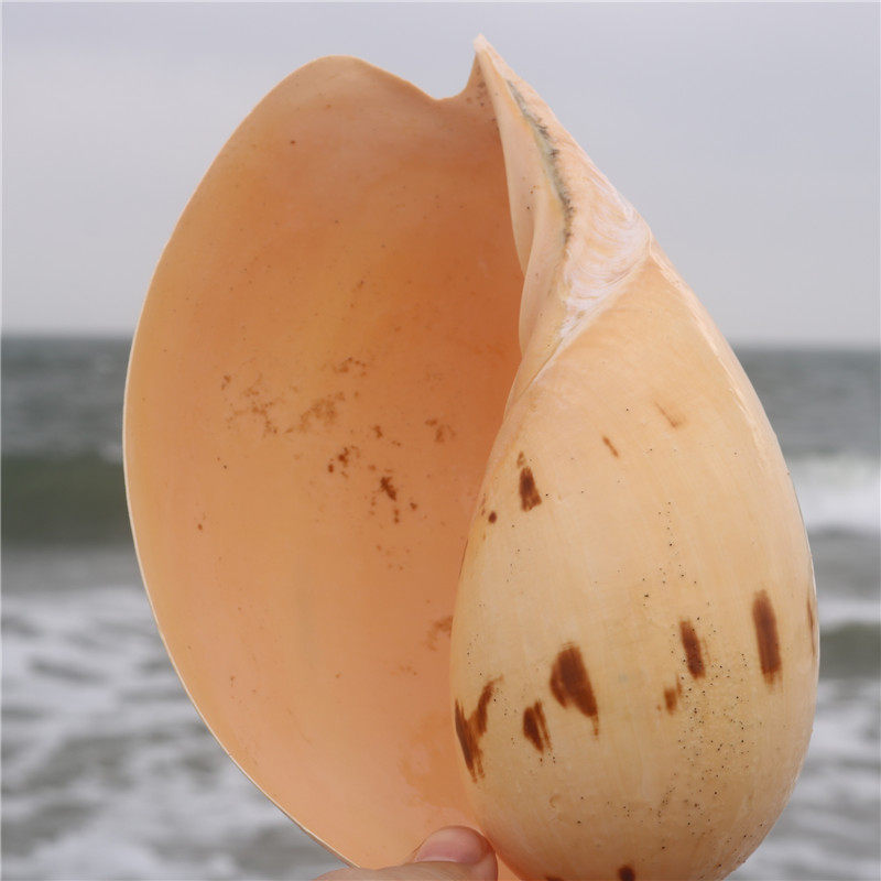 螺贝天然贝壳海螺黄瓢螺家居创意摆件鱼缸造景海螺
