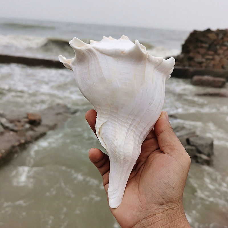 螺贝艺包邮天然大海螺贝壳左旋螺观音螺祭祀法器佛器纪念品