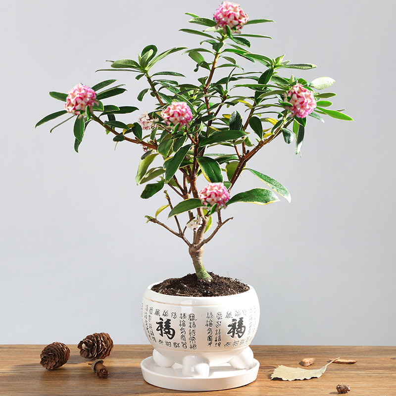 花芬金边瑞香盆栽浓香香型室内老桩盆景耐寒花卉