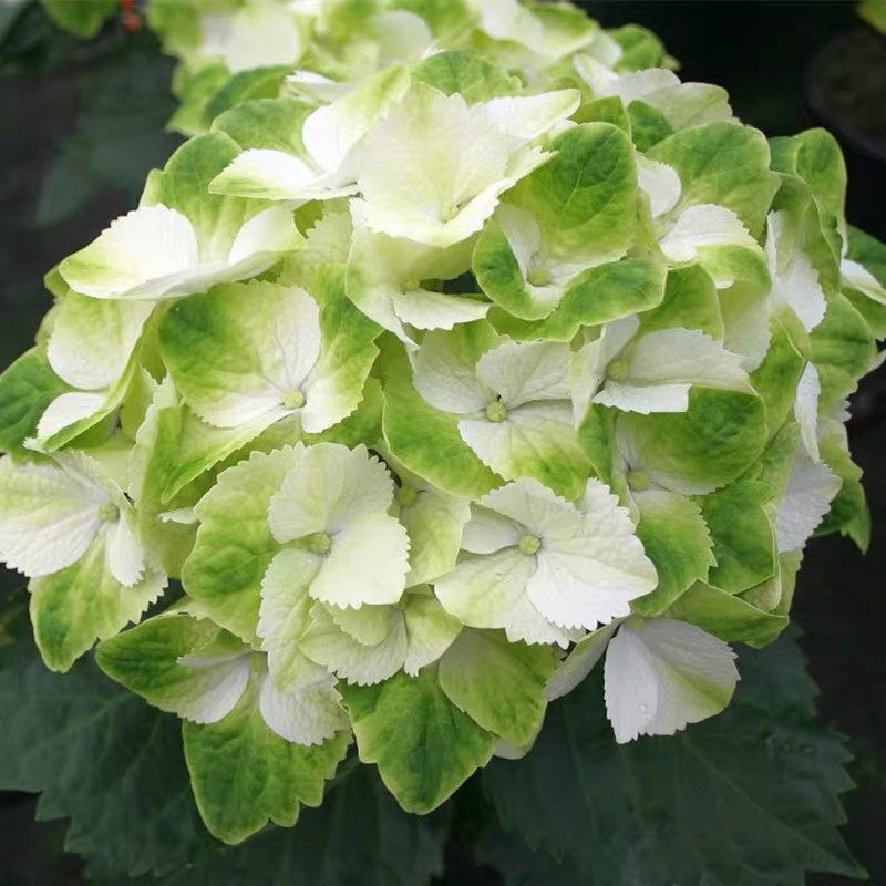 花芬妖精之瞳绣球花苗盆栽八仙仙花阳台庭院花卉