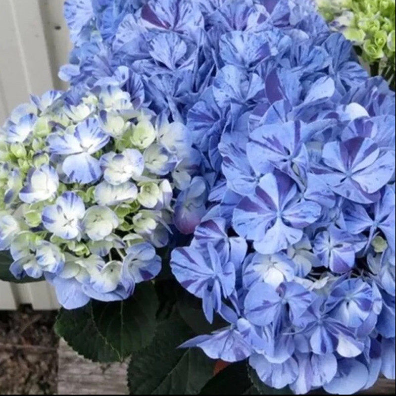 花芬坊史欧尼绣球花苗盆栽八仙仙花阳台庭院时令草本花卉