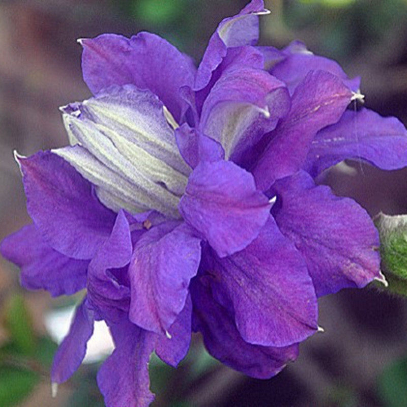 花芬卡娜娃铁线莲盆栽爬藤植物中大苗重瓣大花藤本时令草本花卉