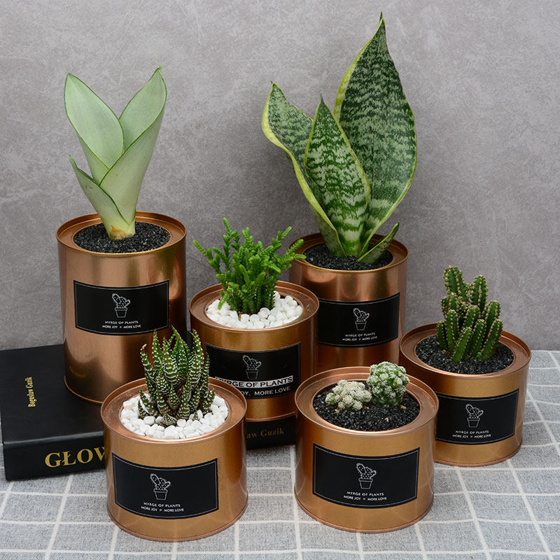 绿植装饰清新空气金属罐多肉盆栽套餐室内防辐射吸甲醛创意铁罐