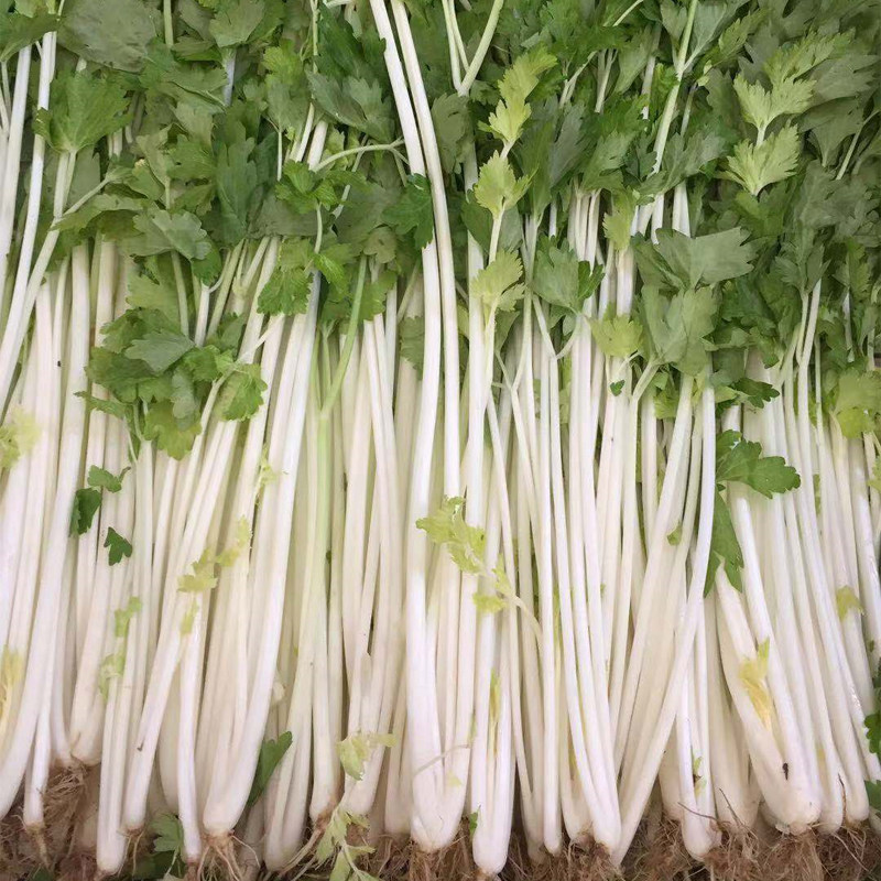 四川自种3斤杆叶香菜蔬菜现发现挖农家产地其它