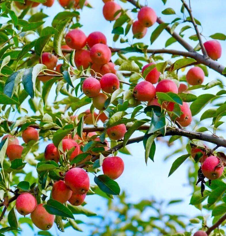 北方耐寒果树海棠沙果树苗大秋小苹果冰糖糖心果树