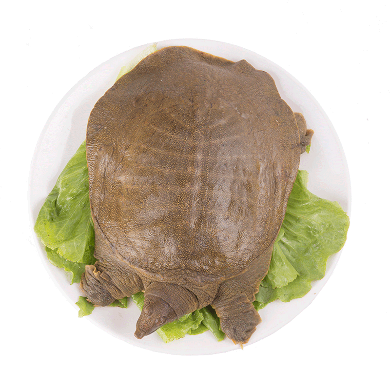 2斤甲鱼特大团水食用鲜活老鳖活体王八水库甲鱼