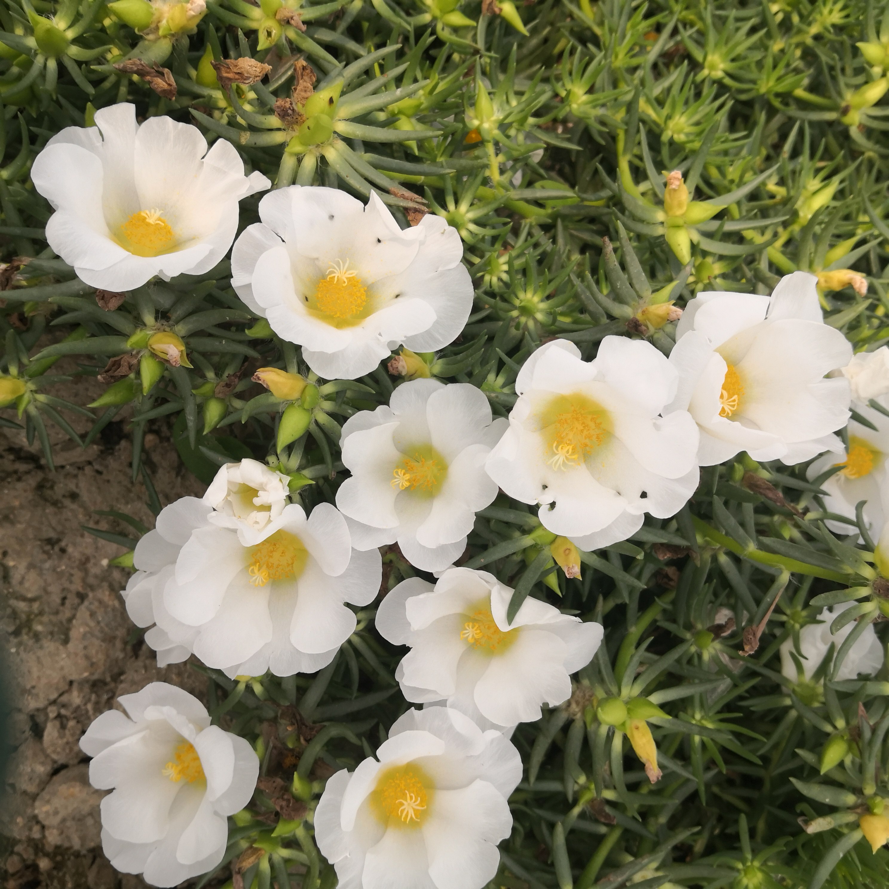 针叶单瓣宿根太阳花盆栽花卉花苗花苞阳台庭院时令草本花卉