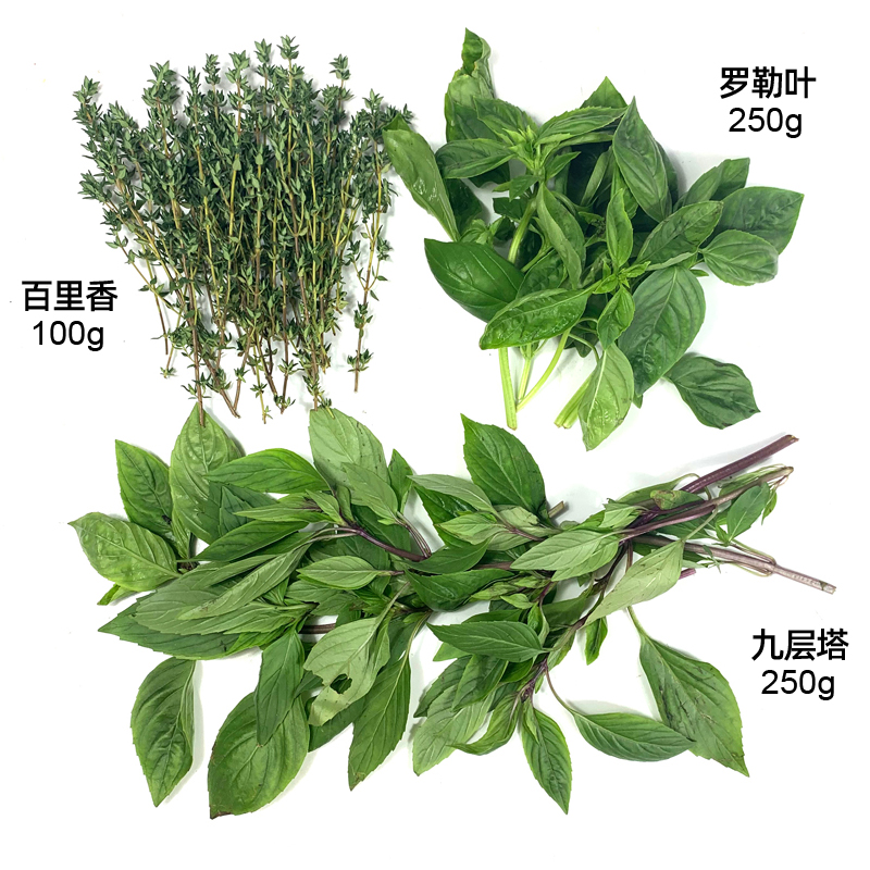 西餐香料植物图解图片