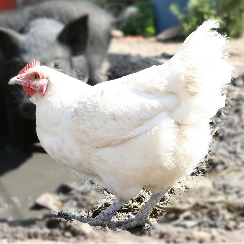 鸡苗白羽纯种鸡活苗白高产土鸡活苗公鸡母鸡整鸡