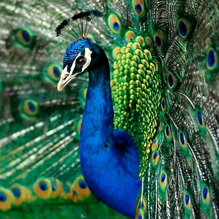 孔雀成年宠物活体观赏鸟白蓝孔雀孔雀花一年年半其它生肉制品