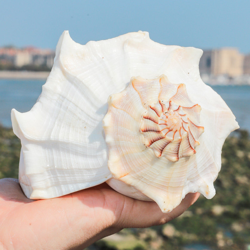 左旋观音法器天然超大海螺贝壳佛器纪念品家居海螺