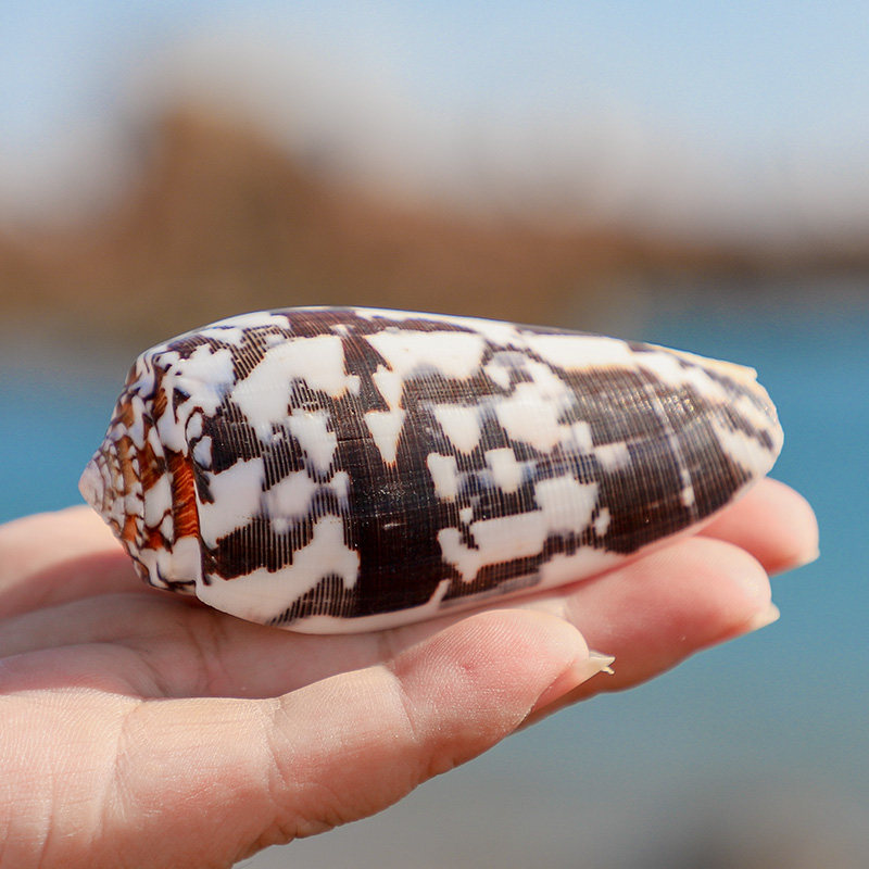 天然鱼缸品地装饰品装饰造景米螺高贵海螺玉米海螺