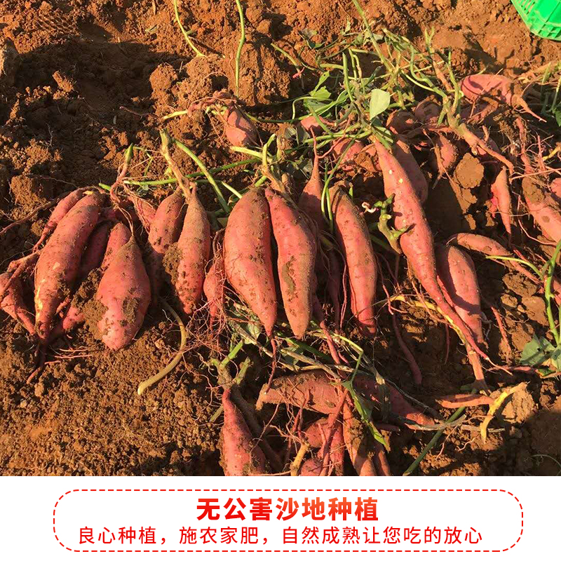 西瓜蜜薯5斤沙地红心蜜薯甜无丝新鲜板栗薯山芋地瓜现挖糖心红薯