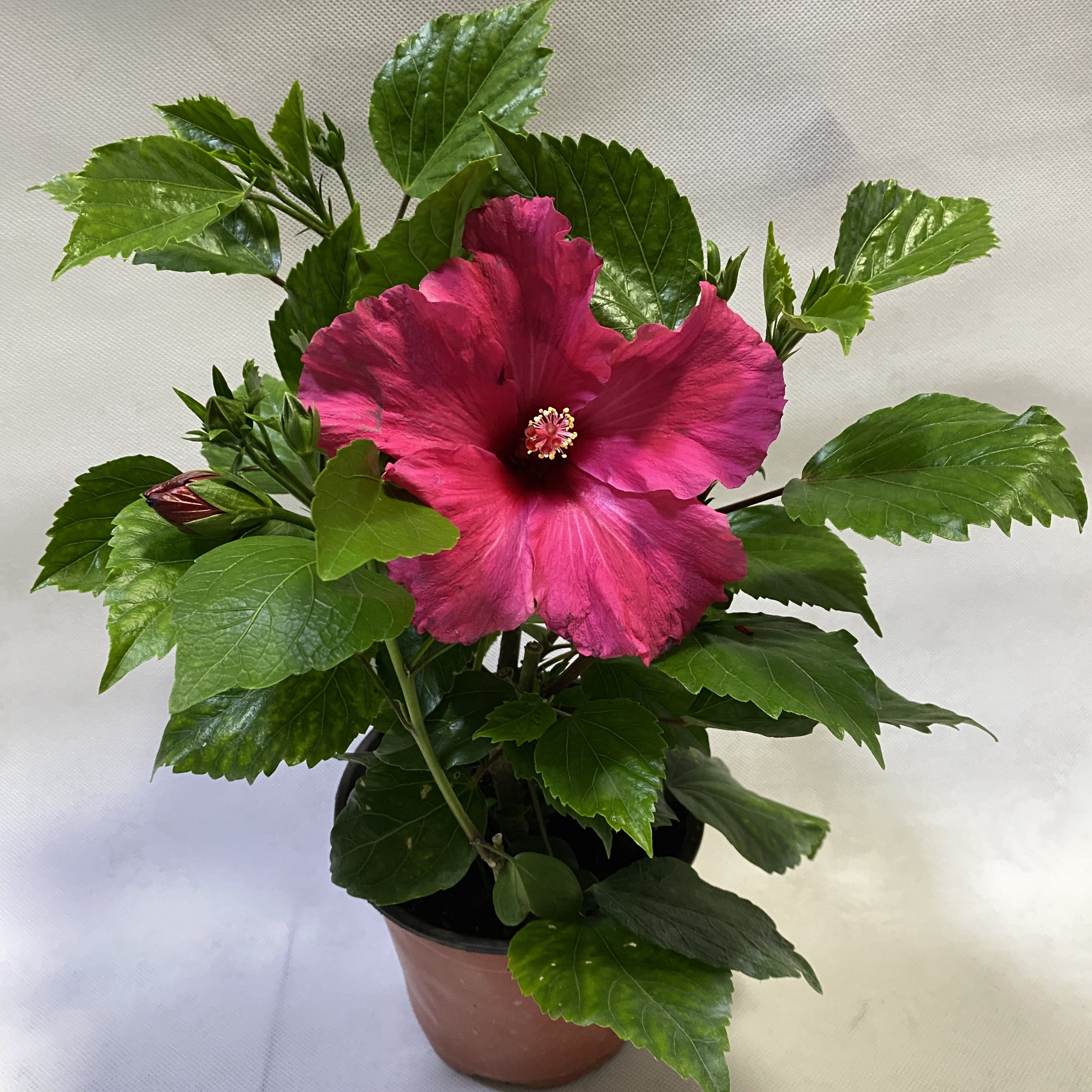 进口丹麦木槿重扶桑盆栽观花植物客厅四季开花花卉