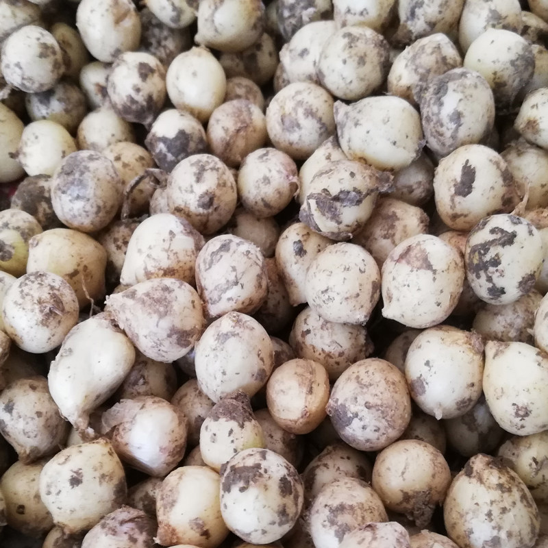 四川苦藠新鲜团葱小根蒜小洋葱头苦茭头小蒜头其它