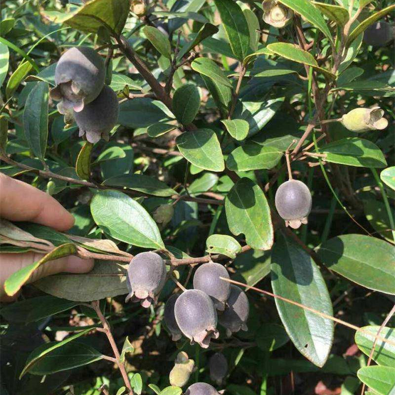 树苗桃金娘苗山盆栽乌稔果苗苗带泥带叶当年结果果树