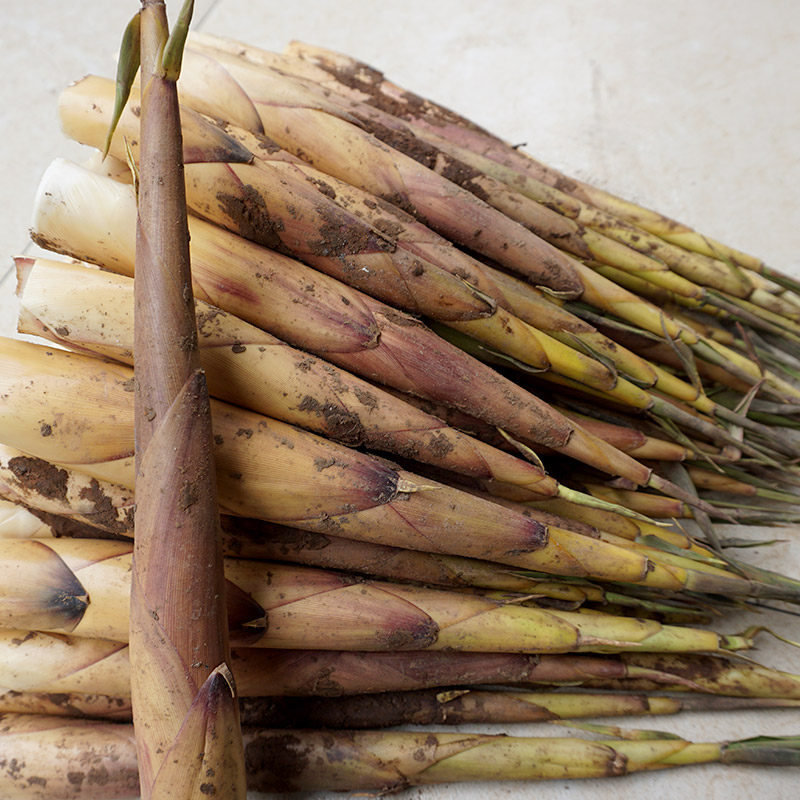 包邮现货野生苦笋新鲜四川省乐山宜宾甜笋竹笋竹笋