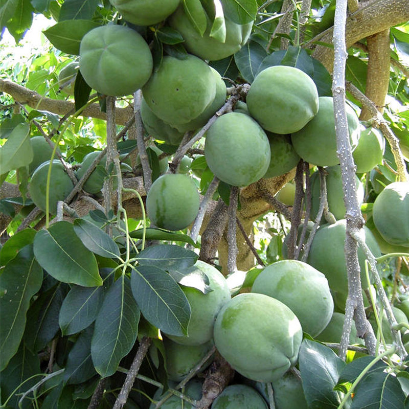 新品种冰淇淋柿子苗果树果苗南方品种柿树盆栽地栽种植带土带叶