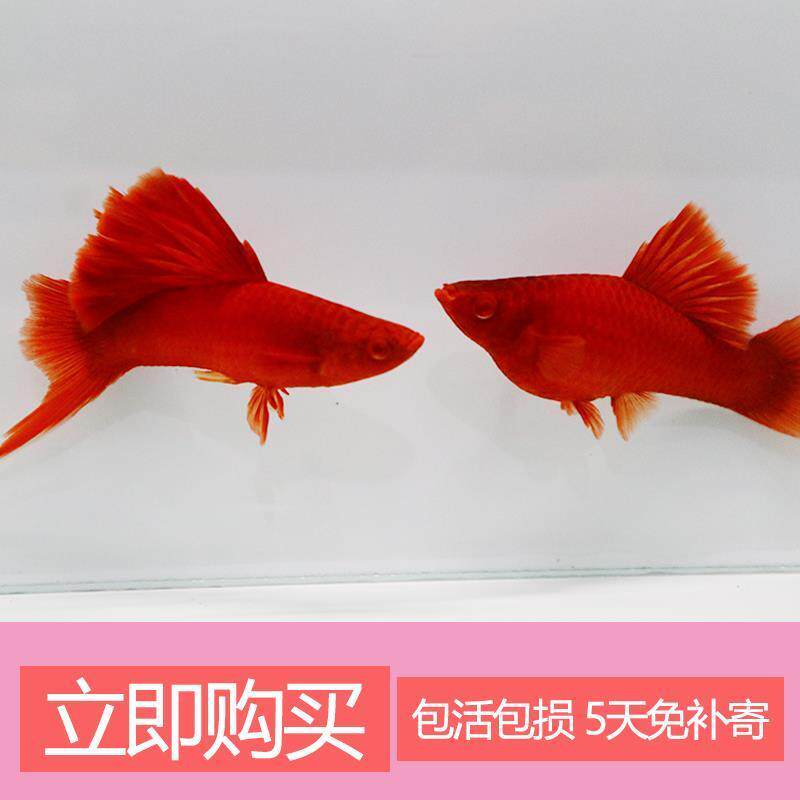 高鳍红剑鱼菊花帆红剑狼牙帆红箭鱼活体热带观赏鱼鱼