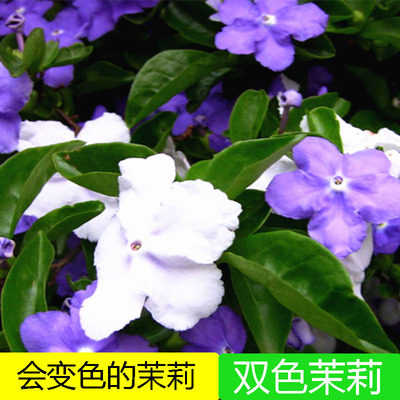 花苞双色鸳鸯茉莉花盆栽特价花卉浓香香型四季时令草本花卉
