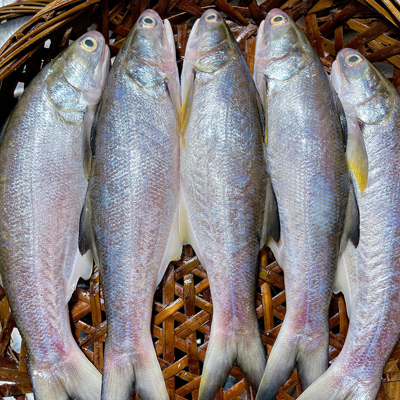 鱼饭潮汕特产汕头打冷午笋马友鲜甜鱼饭包其它