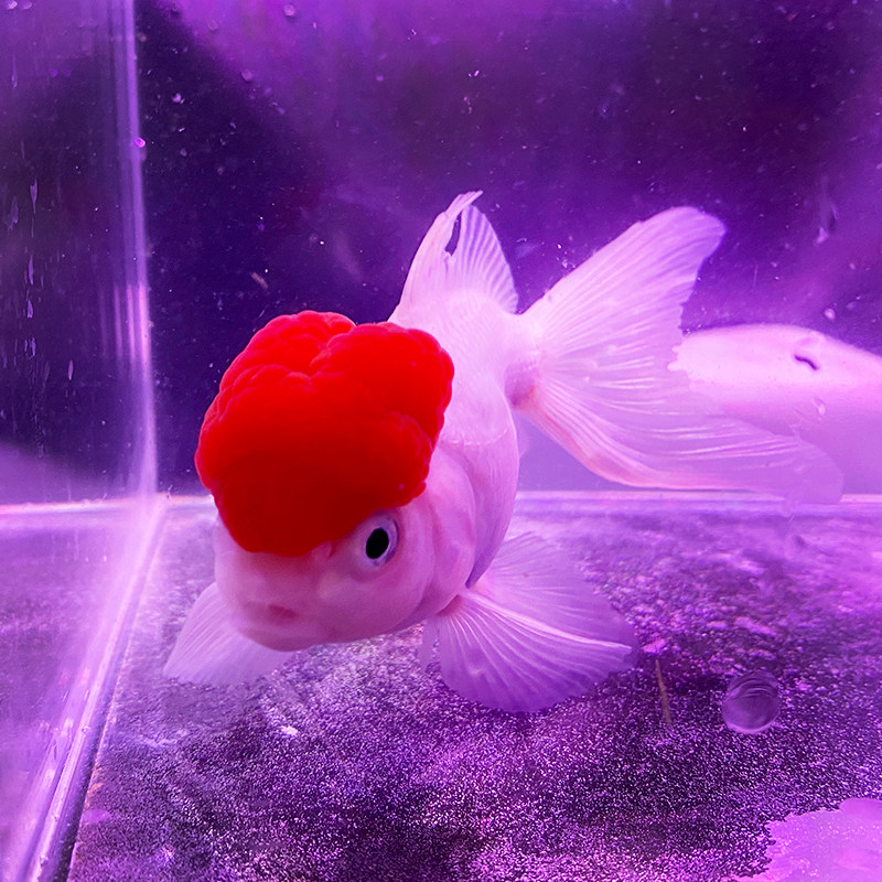 红狮狮子头观赏鱼活体冷水鱼好养耐活国狮小金鱼淡水鱼鱼