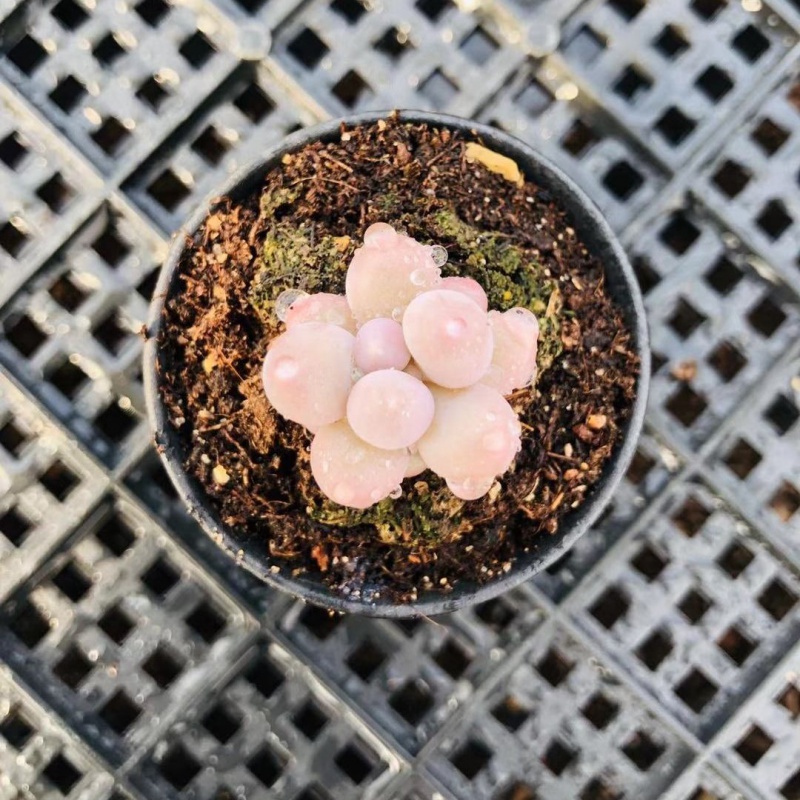 汤圆多肉植物韩国新品糖豆手指迷你花卉