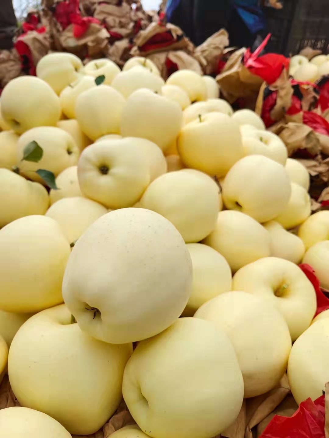 2022年酸酸地直产地爽口脆甜甜甜黄金帅金帅甘肃苹果
