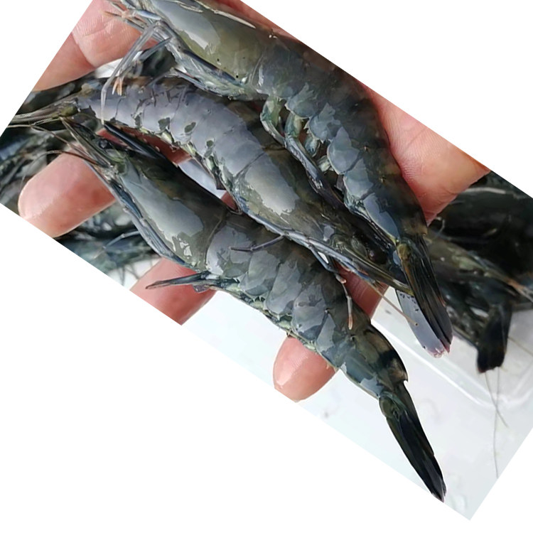 超大九节海虾野生斑节大黑水产海鲜草虾冷冻冻虾