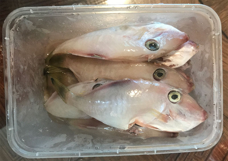 扒皮鱼新鲜海捕耗儿鱼冷冻海鲜马面鱼小剥皮鱼当天扒皮去肚好包邮