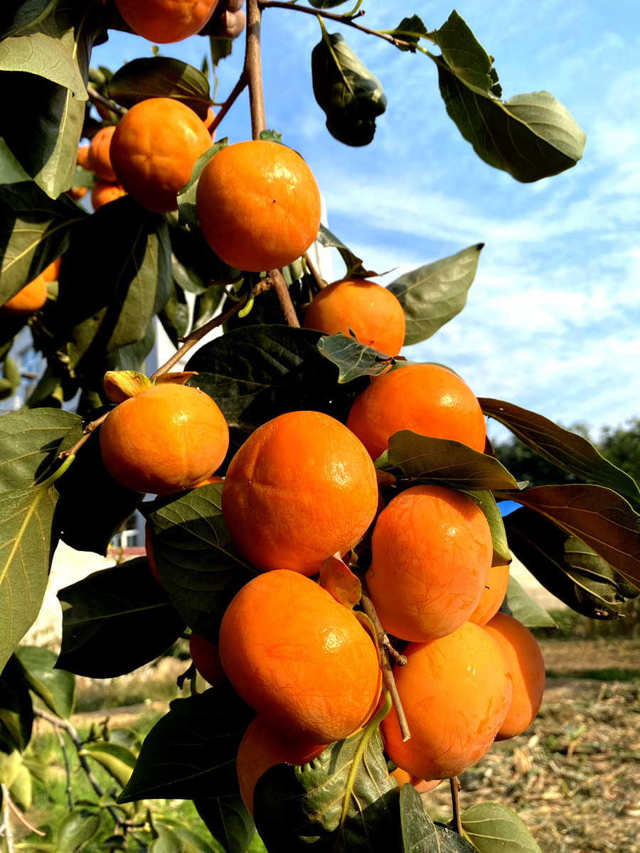 柿子嫁接树苗果苗脆甜苗树当年结果特大庭院手机充电器