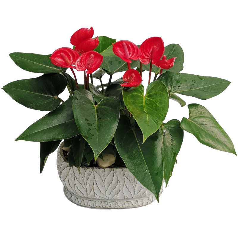 红掌小娇绿植微型创意盆栽土培四季绿植