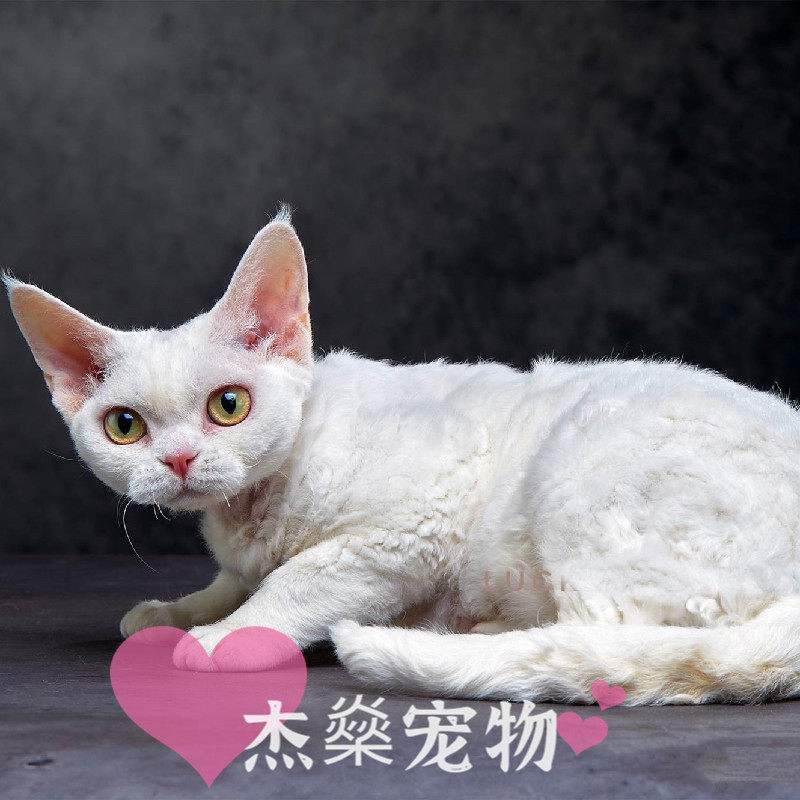 德文卷毛短毛帝王不掉毛猫孕妇猫纯纯白黑白猫咪