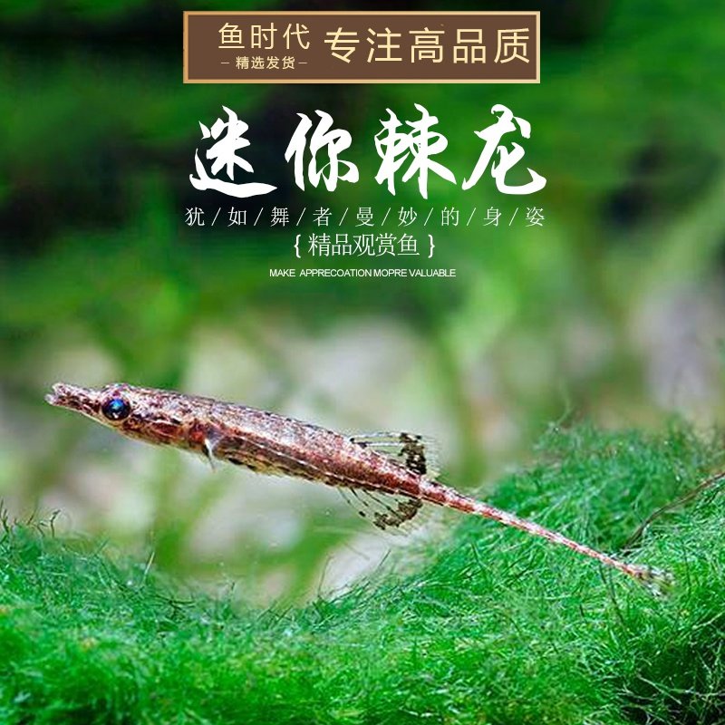 迷你棘龙热带鱼淡水观赏宠物鱼网网红萌宠东南亚鱼