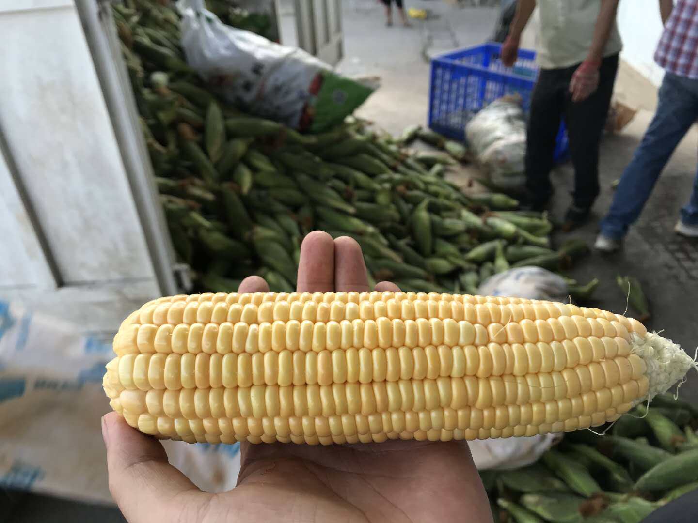 福枝旺 云南金籽水果玉米新鲜生吃苞谷玉米棒鲜甜爆浆甜净重5斤￥14.