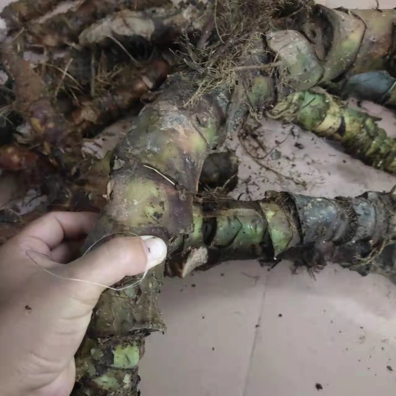 刺芋新鲜勒慈姑钩勒芋天河芋水钩芋藕勒慈茹手机保护套