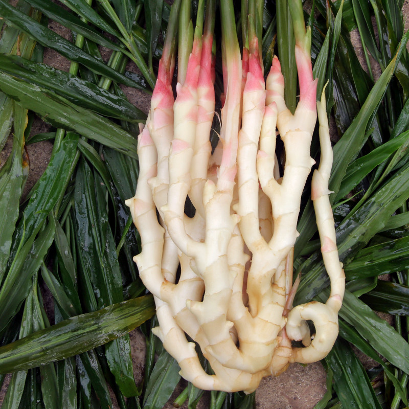 嫩姜新鲜仔姜四川乐山姜仔姜鲜姜竹根姜腌制做生姜