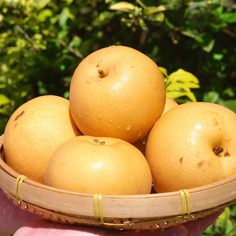 梨子秋月黄花梨新鲜应季冰糖正宗包邮丰水果5斤梨