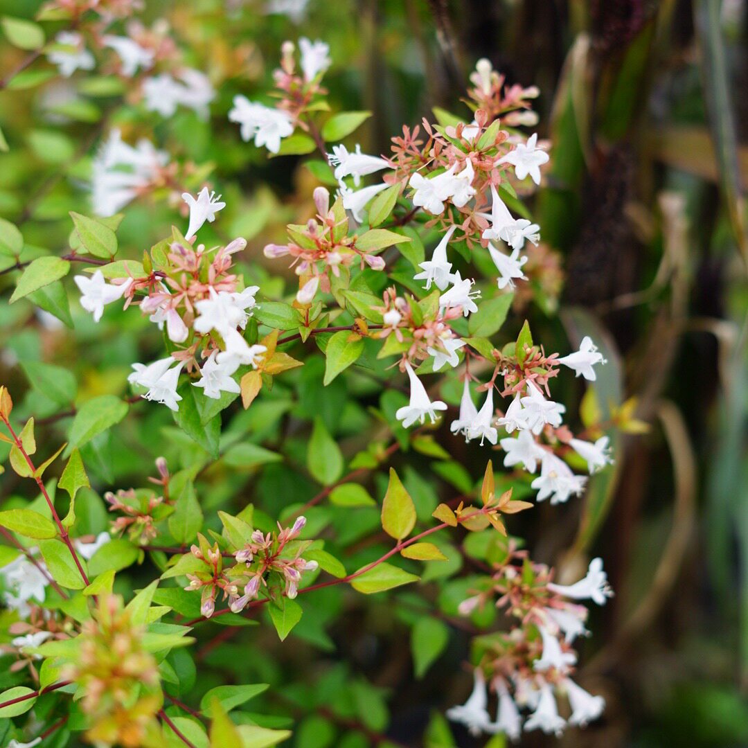 大花六道木小椿日四季开花室内盆栽庭院花园白色绿植