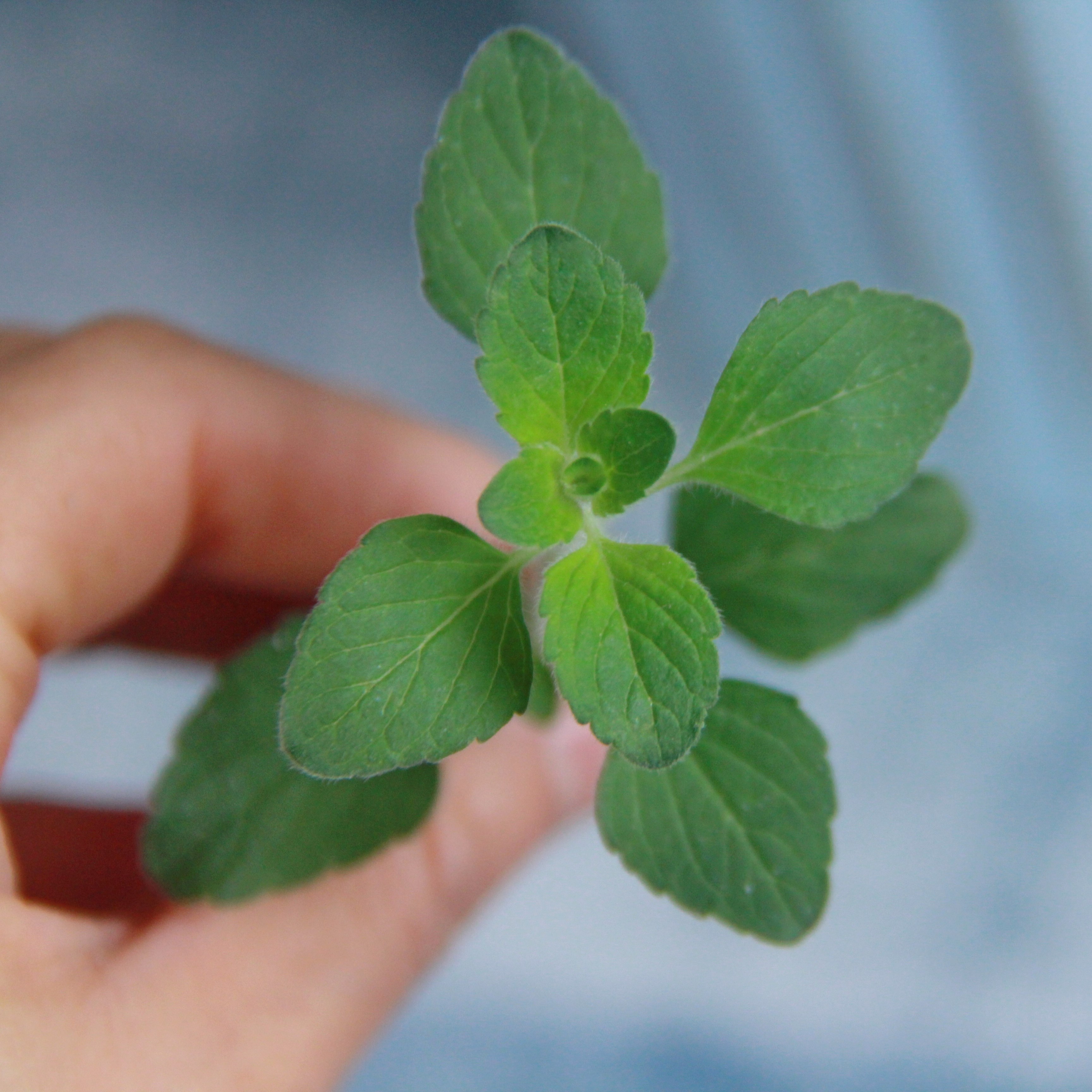 小椿日罗马薄荷驱蚊夏季清凉可食用香草植物厘米绿植