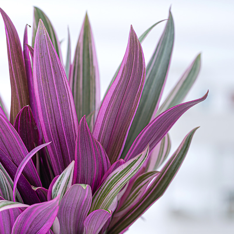 紫露盆栽吊兰四季常青办公办公室室内客厅好养绿植