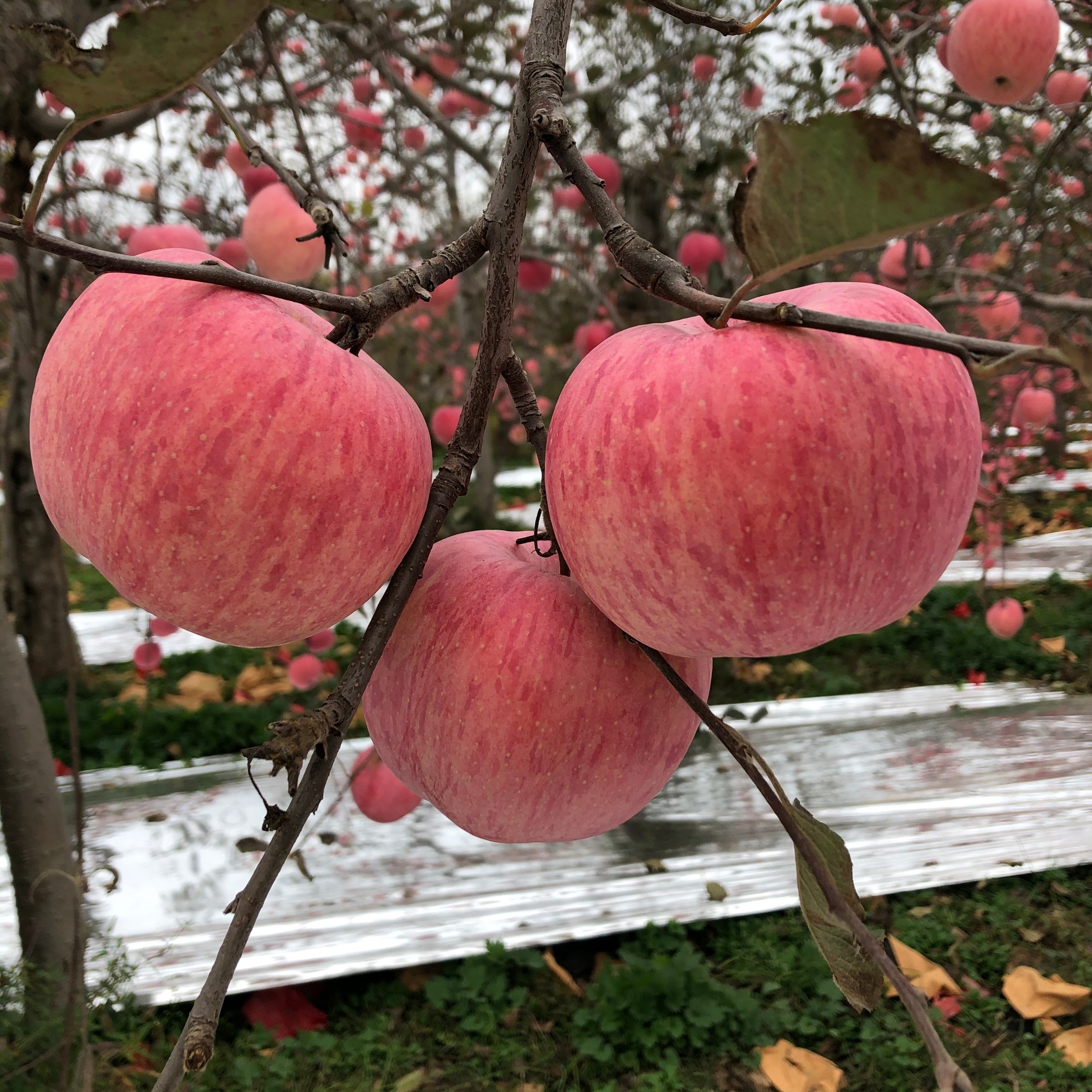 洛川苹果陕西正宗5斤延安高原高原红红富士新鲜苹果