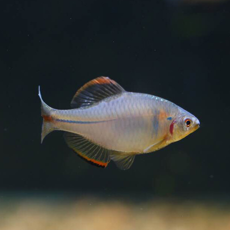 中华鳑鲏彩石高体方式白边鱊越南原生冷水鱼热带鱼