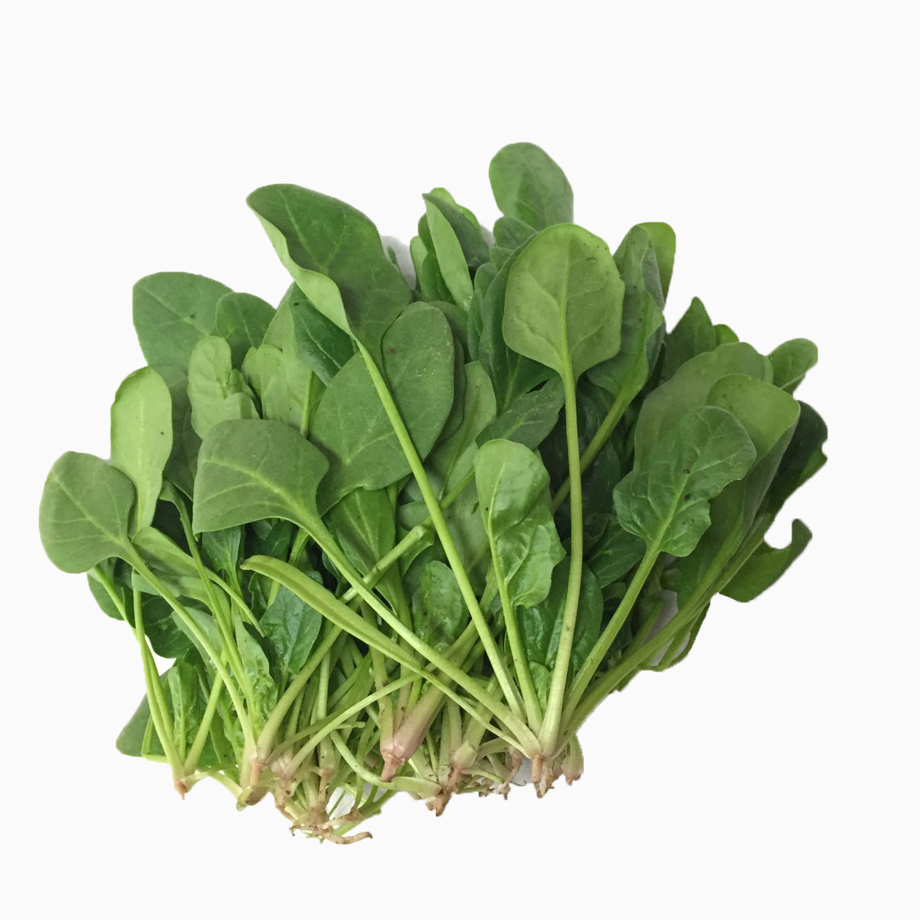 密云本地农家种植小菠菜新鲜现拔小青青菜宝宝叶菜类