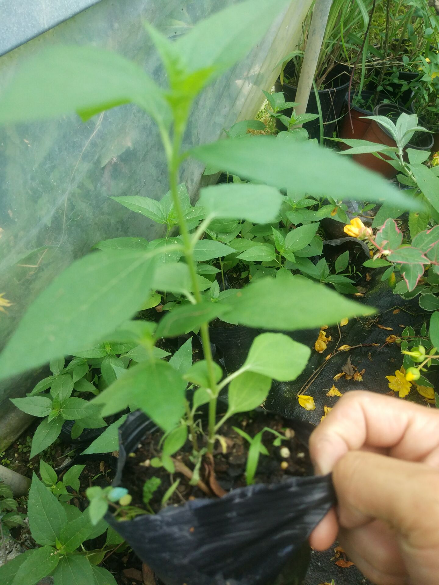 向日葵宿根矮化光辉岁月花苗阳台花卉植物向阳花盆栽时令草本花卉